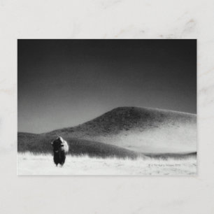 Other common name: buffalo. Wind Cave National Postcard