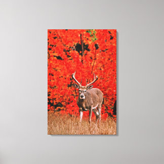 Other common name: Virginia deer. Near Lake Canvas Print