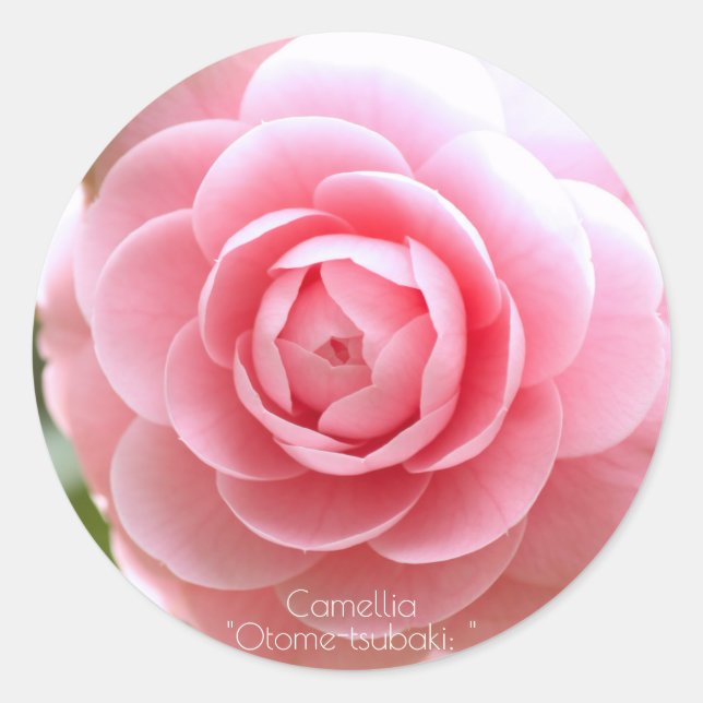 Otome-tsubaki: Camellia [Round Seal] Classic Round Sticker (Front)