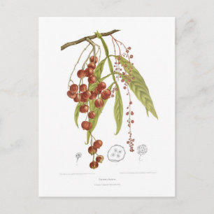 Otorpha alata postcard