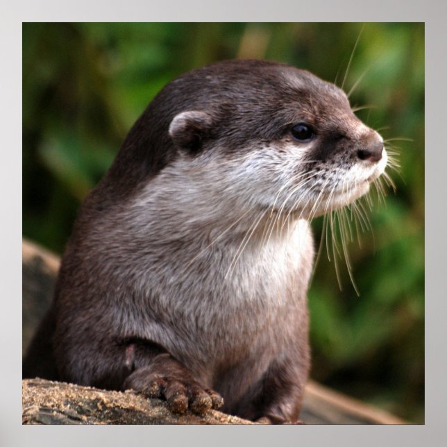 Otter close-up poster (Front)
