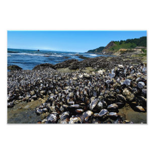 Otter Crest Beach Oregon Photo Print