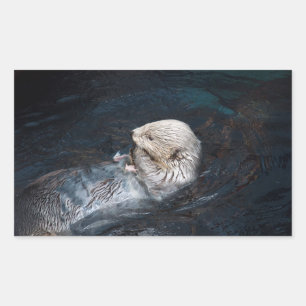 Otter eating water animal nature aquatic wild zoo rectangular sticker