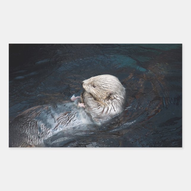 Otter eating water animal nature aquatic wild zoo rectangular sticker (Front)
