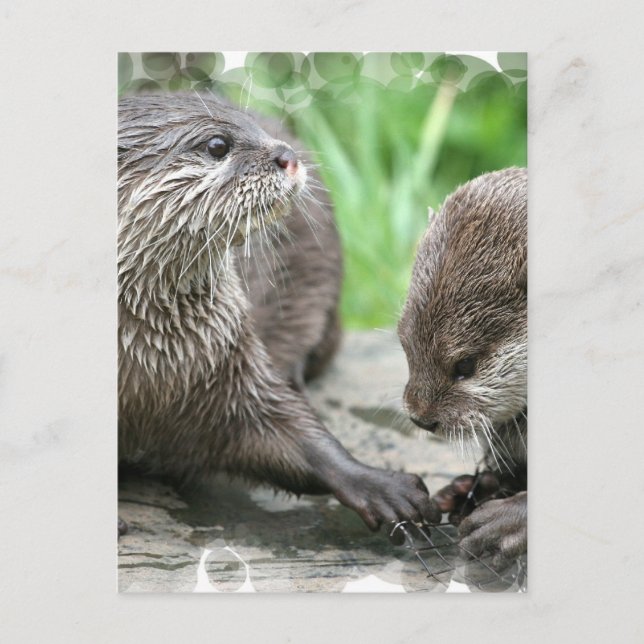 Otter Habitat Postcards (Front)