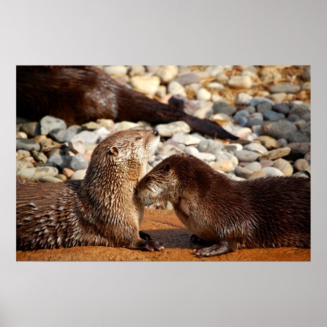 Otter Love Poster (Front)