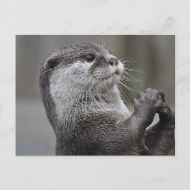 Otter Mastermind Postcard (Front)