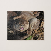 Otter photo