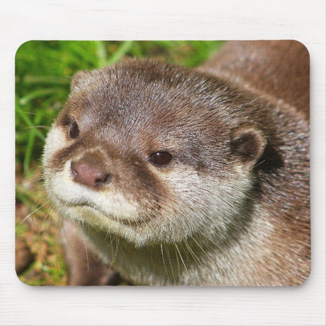 Otter Portrait....... Mouse Pad (Front)