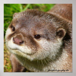 Otter Portrait Poster