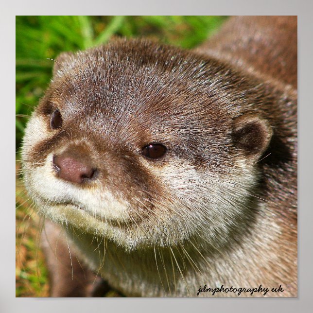 Otter Portrait Poster (Front)