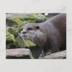 Otter  postcard