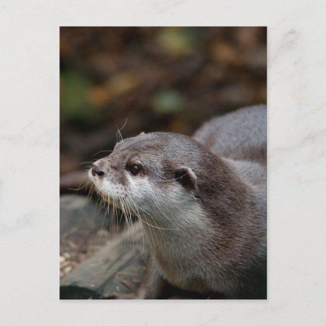 Otter Postcard (Front)