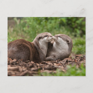 Otter Postcard