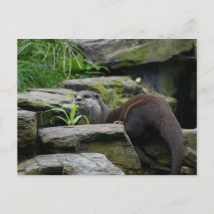 Otter postcard