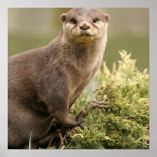 Otter Poster