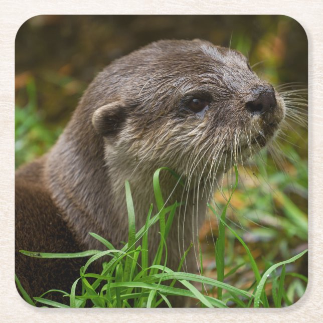 Otter Splash Square Paper Coaster (Front)