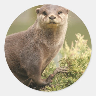 Otter Stickers