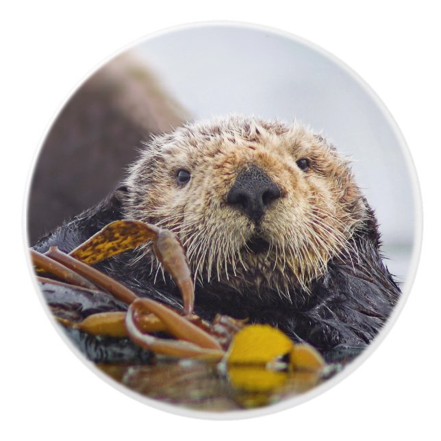 Otter Surprise Knob (Front)