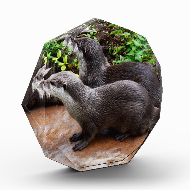 Otterly Adorable Otters, Photo Block (Left)