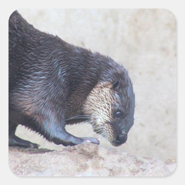 Otterly sleek square sticker (Front)