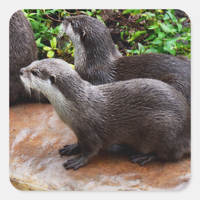 Otterly To Cute, Otter Square Stickers (Front)