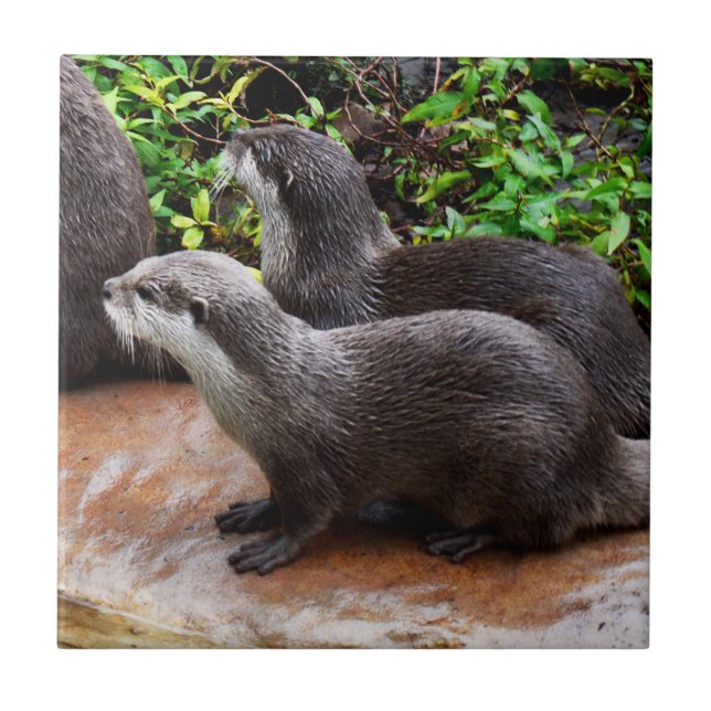 Otterly To Cute, Otters,  Tile (Front)