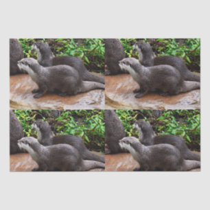 Otterly To Cute, Otters, Tissue Paper