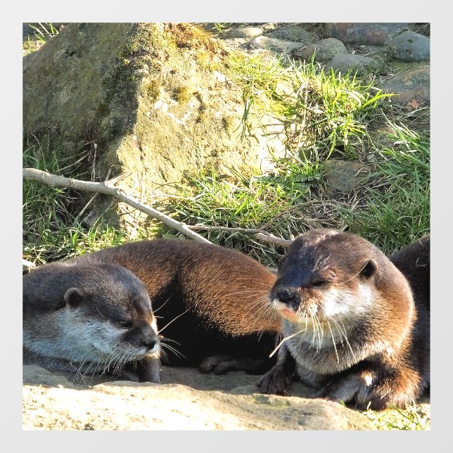 OTTERS (Sheet)