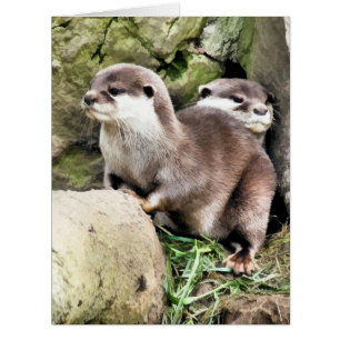 OTTERS CARD