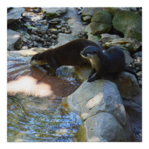 Otters Drinking, Glossy Poster