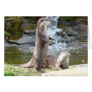 Otters enjoying the sun