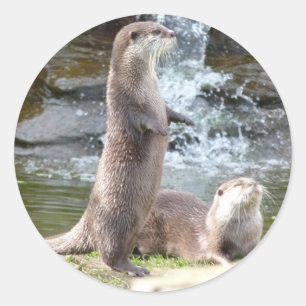 Otters enjoying the sun classic round sticker