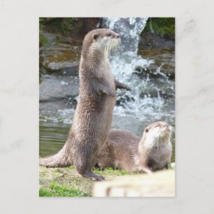 Otters enjoying the sun postcard