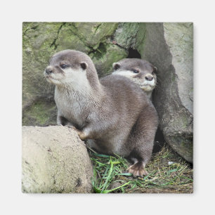 OTTERS MAGNET