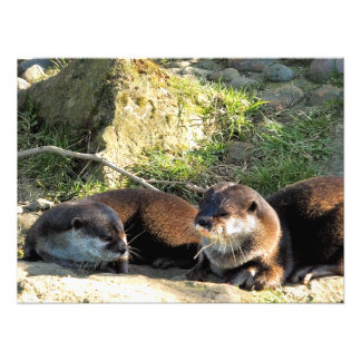 OTTERS PHOTO PRINT