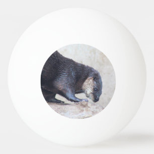 Otters  ping pong ball