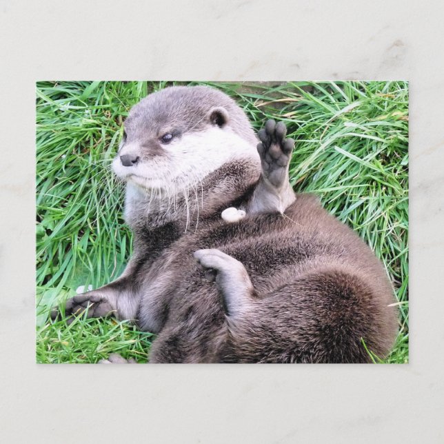 OTTERS POSTCARD (Front)