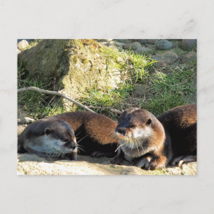 OTTERS POSTCARD