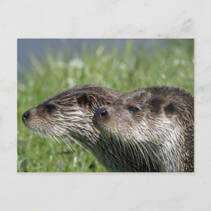 Otters Postcard