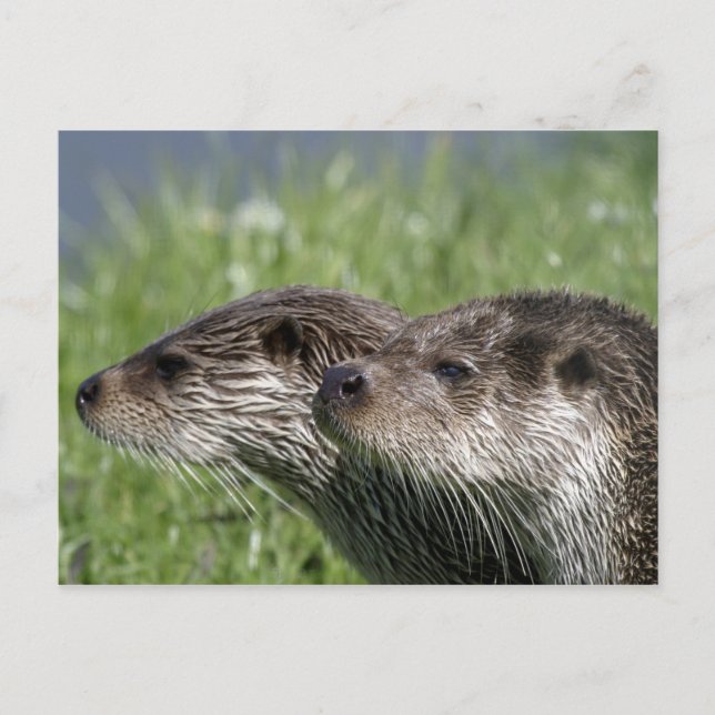 Otters Postcard (Front)
