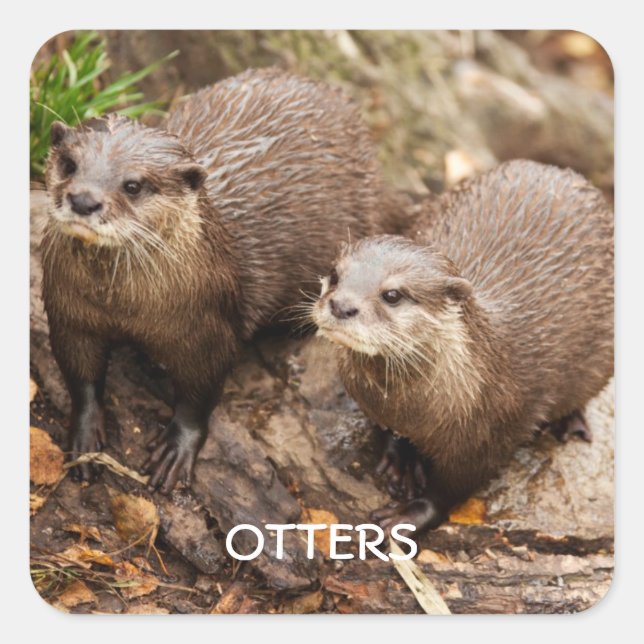 Otters sticker (Front)