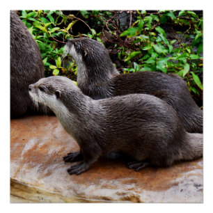 Otters That Are Ottely To Cute, Glossy Poster