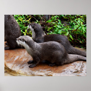 Otters That Are Ottely To Cute, Poster