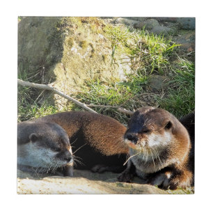 OTTERS TILE
