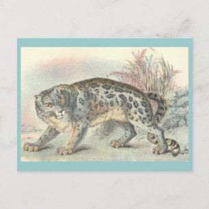 Ounce (Snow Leopard) Postcard