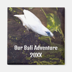 Our Bali Adventure 2026 Bali Myna Bird Art Magnet
