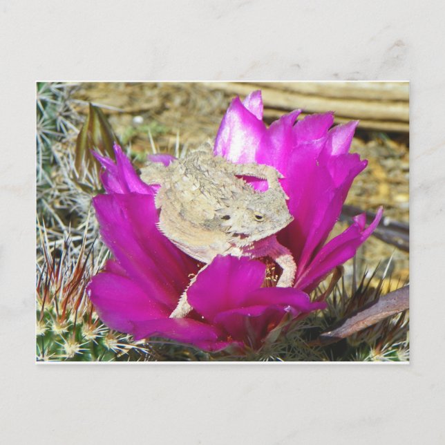 Our Cacti Backyard Blooms A Lizard Postcard (Front)