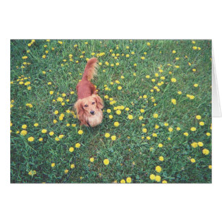 OUR DACHSHUND-DUBLIN-THE GRASS "IS" GREENER ON THE