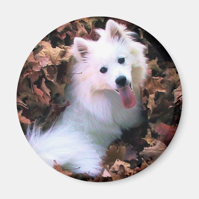 Our Dog Wiess I Photographed! Magnet (Front)